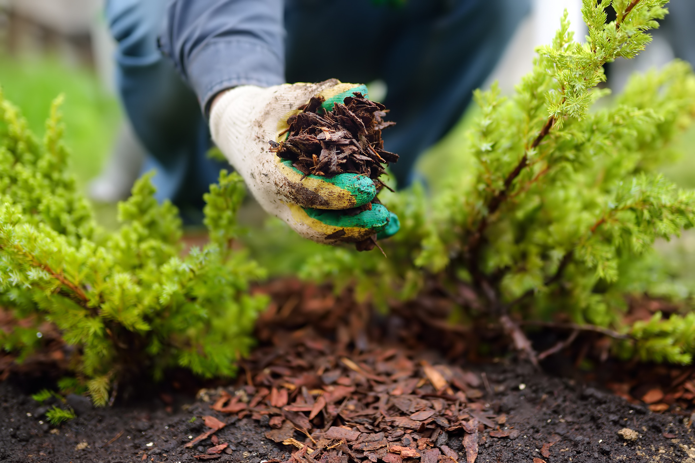 Gloved hand spreading mulch around evergreen shrubs in a garden bed